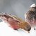 Black Rosy-Finch